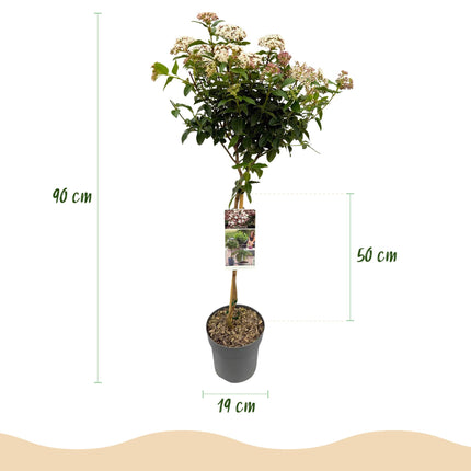Viburnum tinus Eve Prezzo - Pianta su stelo - Pianta da terrazzo - ↕90cm - Ø19cm