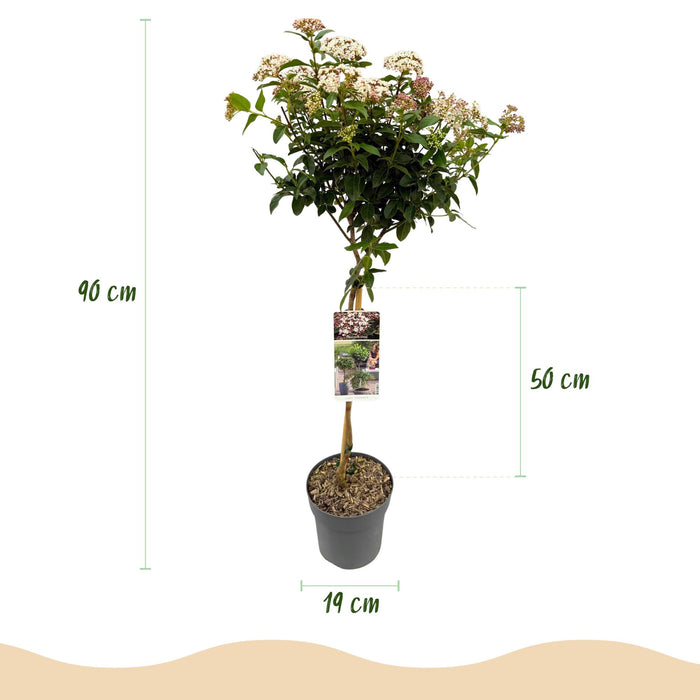 Tuinplant - Viburnum tinus Eve Price - Plant op stam - Terras Plant - Bladhoudend - Weinig Onderhoud - Pot 19cm Hoogte 90cm