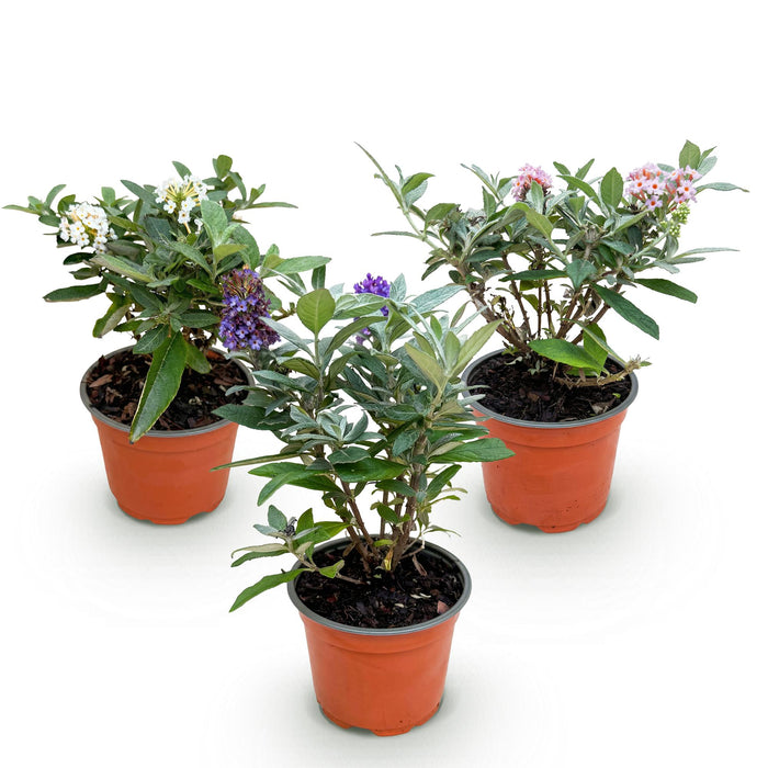 Buddleja davidii Sommerfuglebusk Lille Trifarvet - Sommerfuglebusk - Kompakt - Lyserød-Hvid-Lilla - ↕20-25cm - Ø12cm - 3x