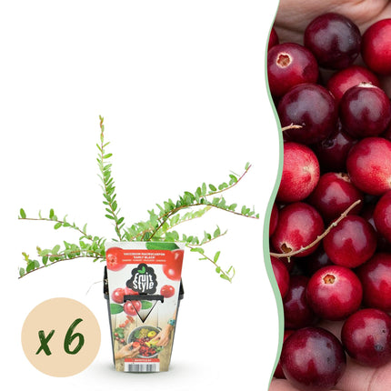 Vaccinium macrophylla Early Black - Cranberry - Ø9 cm - 6x