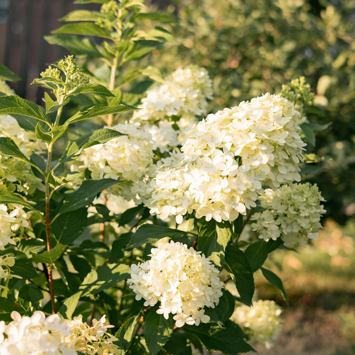 Pluim Hortensia - Hydrangea panniculata Limelight - Bloem Creme Wit  - 3 Planten - 1 m2 - Bladverliezend - Grote Bloemen - Pot 17cm Hoogte 50cm