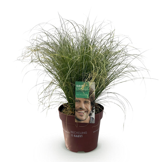 Carex comans Frosted Curls - Groen - ↕50cm - Ø17cm