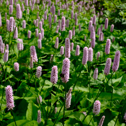 Persicaria affinis 'Superba' - Duizendknoop - ↕10-25cm - Ø9cm - 60x