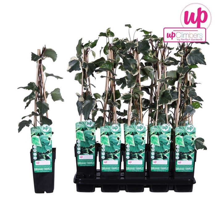 Hedera Algeriensis 'Gloire de Maren' - ↕65cm - Ø15cm