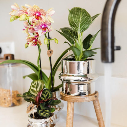 Kolibri Orchids | Combi Deal - 2 Oranje-Gele Phalaenopsis Orchideeën Mineral Grosseto - Ø9 cm