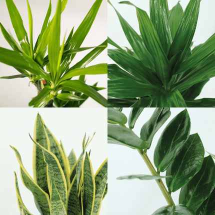Jardinière facile à monter - 4 plantes d'intérieur - Hauteurs variées - Ø14-Ø17
