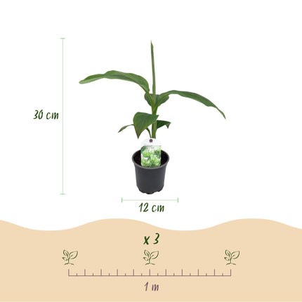 Pianta di banano - Musa Basjoo - ↕30cm - Ø12cm - 2x