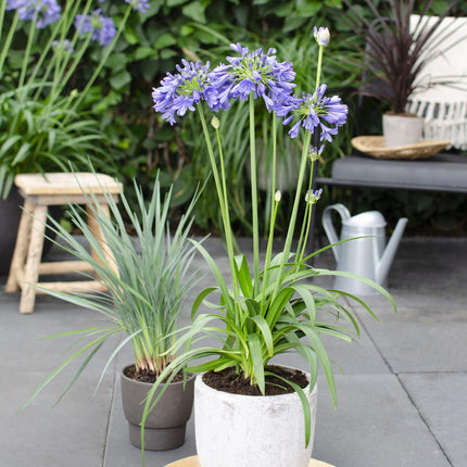 Agapanthus 'Ever Sapphire' - lilia afrykańska - ↕30cm - Ø19cm