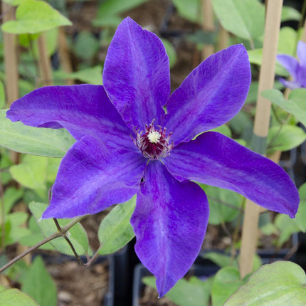 Clématite « The President » - Clématite violette - 65 cm - Ø 15 cm
