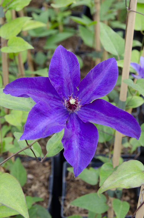 Clematis The President - Clematis Paars - ↕65cm - Ø15cm