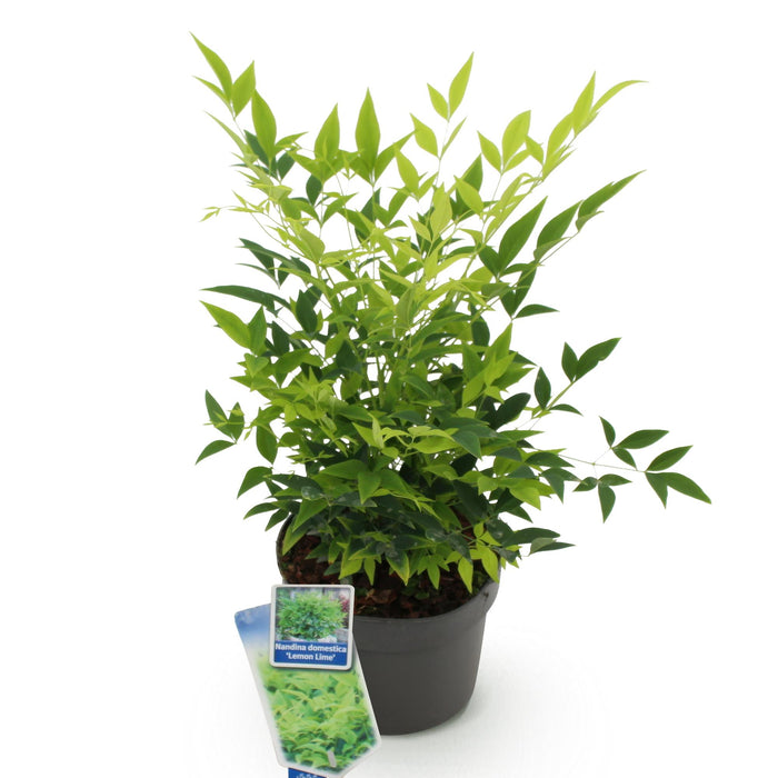 Nandina Lemon & Lime - Geel - 1 Plant - Groenblijvend - Weinig Onderhoud - Pot 17cm Hoogte 45cm