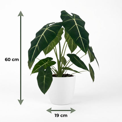 Alocasia Frydek - Orecchio d'elefante - con vaso bianco - ↕60cm - Ø19cm