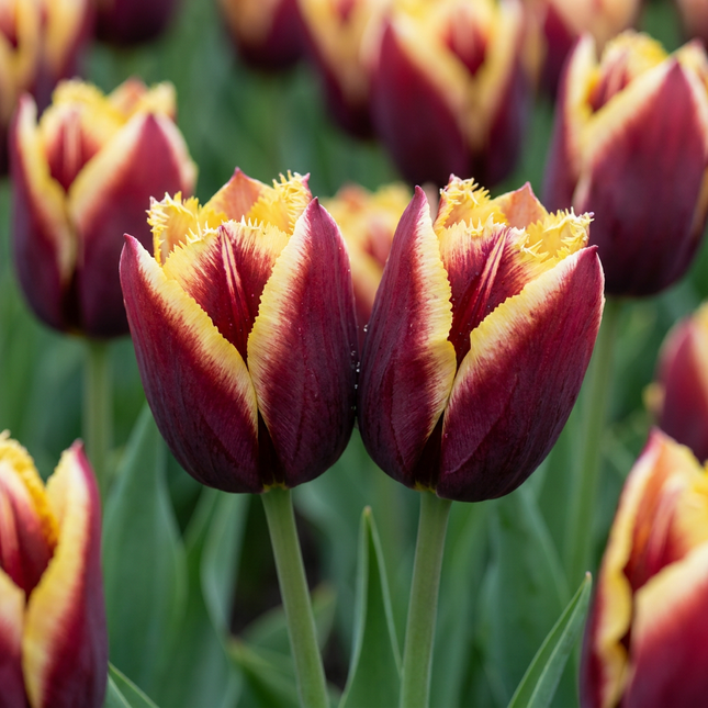 30x Tulipa My Favourite Topping - Bloembollen - Tulp Mijn Favoriete Topping - Diversen - Voorjaarsbloeier - Bolmaat 11/12