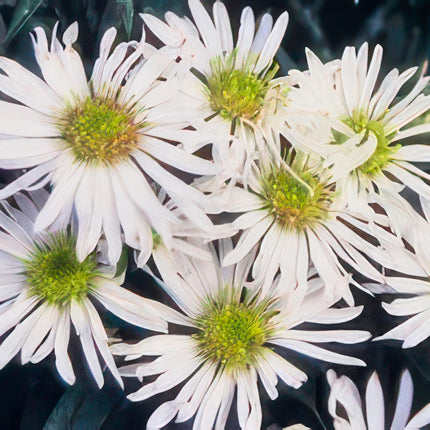Aster ageratoides 'Ashvi' - ↕10-25cm - Ø9cm - 24x