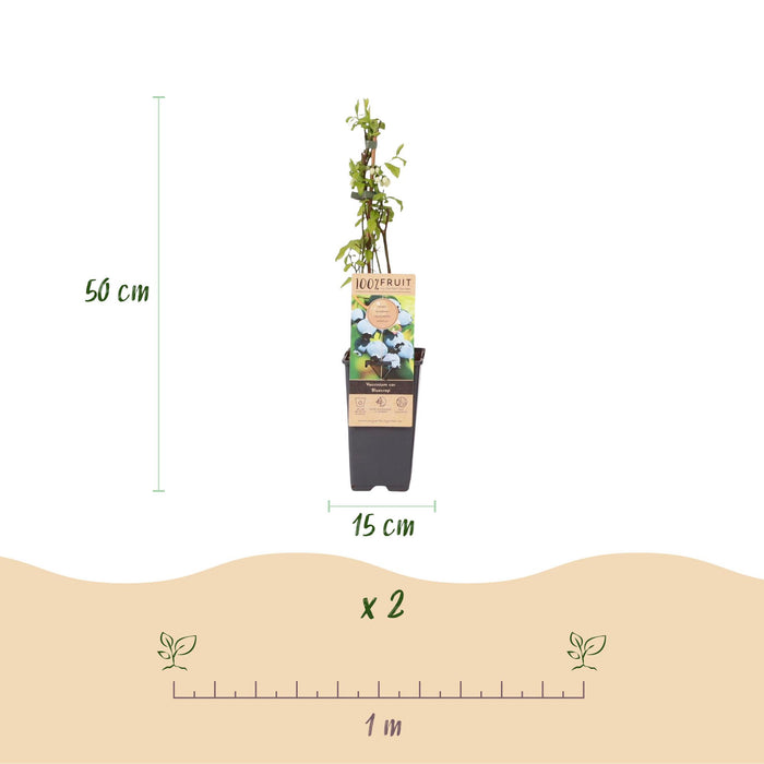 Vaccinium corymbosum Blåbær - Blåbær - Hårdfør - Blåbær - 2 planter - 15 cm potte - Højde 50 cm