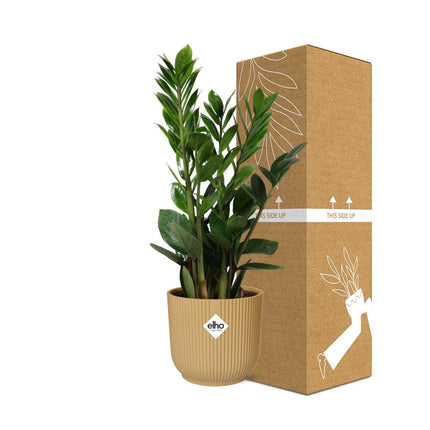 Zamioculcas – ZZ Plant - ↕45-50 in elho Vibes Fold Ø14cm yellow