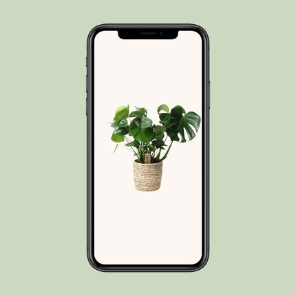 Monstera Palmleaf in mand - Gatenplant - ↕60cm - Ø21cm
