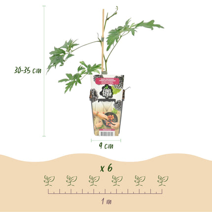 Immergrüne Brombeere (Rubus dornenlos, winterhart) – 6 Pflanzen – 9-cm-Topf