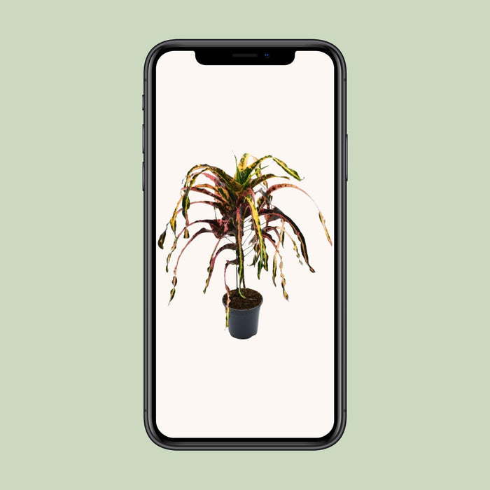 Croton Dreadlock - Codiaeum - Ø19cm - ↕85cm