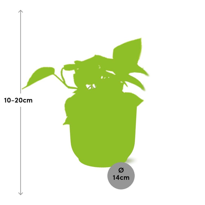 Epipremnum Pinnatum ‘Golden Pothos’ in elho Vibes Fold Ø14cm geel
