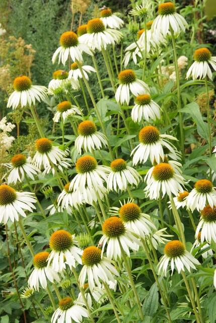 Echinacea purpurea 'White Swan' - Zonnehoed - ↕10-25cm - Ø9cm - 40x
