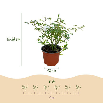 Rosa White Fairy - Roos - Winterhard - Wit - 1 Plant - Pot 12cm - Hoogte Hoogte 20-25cm