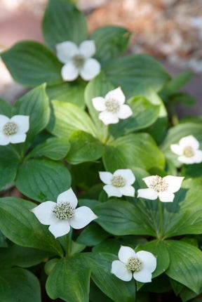 Cornus canadensis - ↕10-25cm - Ø9cm - 60x