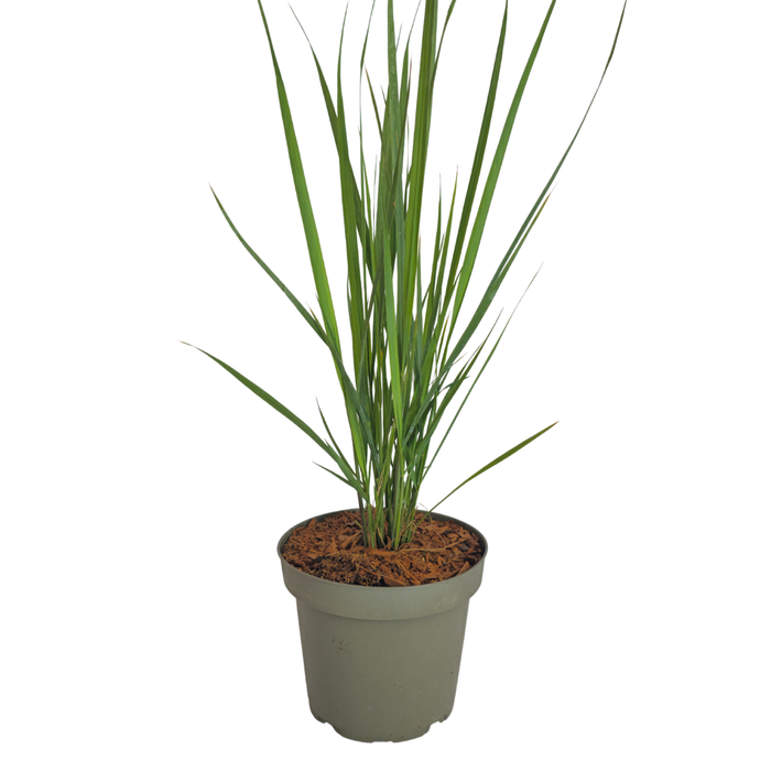 Panicum virgatum ‘Northwind’ – Vingergras - Ø12cm - 6x