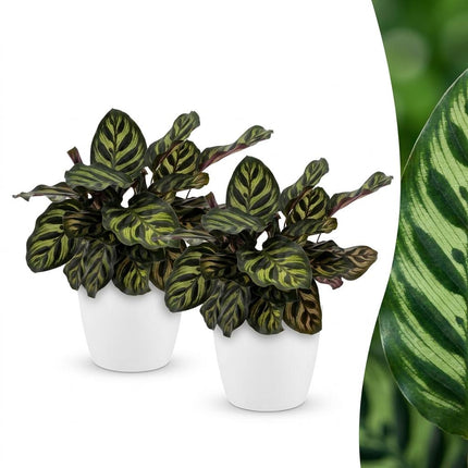Calathea Makoyana - Pauwenplant - met witte pot - ↕25cm - Ø12cm - 2x