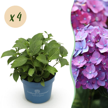 Ortensia Endles Summer Summer Love Viola - Ortensia - Viola - ↕20-25cm - Ø14cm -4x