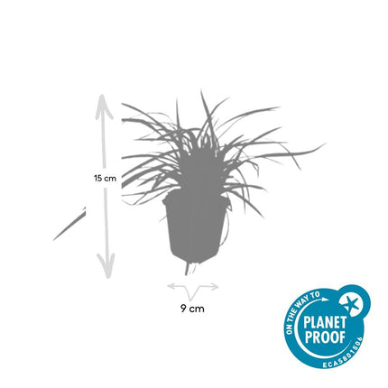 Carex morrowii 'Aureovariegata' - Zegge - ↕10-25cm - Ø9cm - 48x