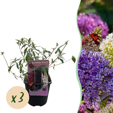 Schmetterlingsstrauch (Buddleja davidii Tricolour) – Rosa, weiße und violette Blüten – 3 Pflanzen – 1 m² – ↕30 cm – Ø17 cm