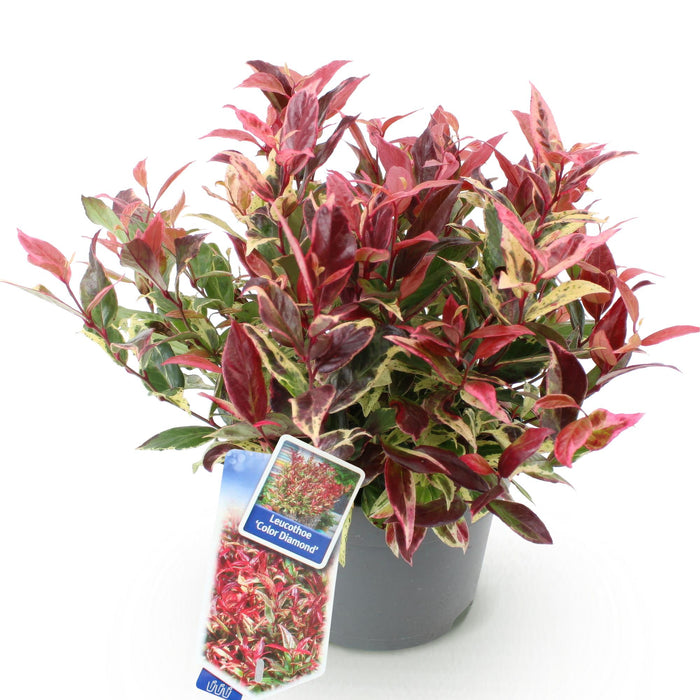 Leucothoe Colour Diamond - Bont - 1 Plant - Groenblijvend - Weinig Onderhoud - Pot 17cm Hoogte 45cm