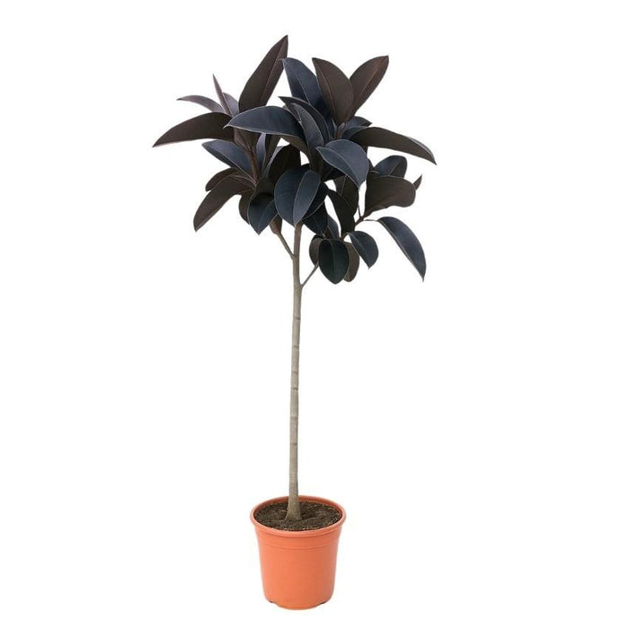 Ficus Elastica Abidjan op stam - ↕130cm