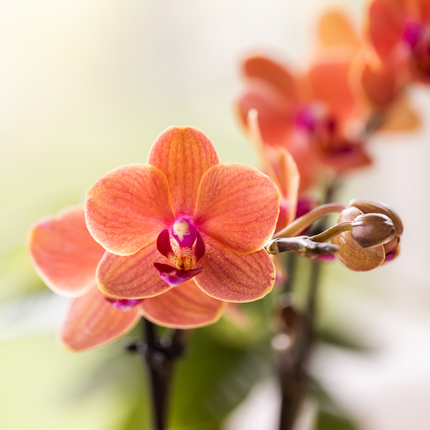 Kolibri Orchids | Geschenkset Leopard | Bolzano Orchidee Orange Ø9cm + Grünpflanze Ø6cm – inkl. Leoparden-Ziertöpfe & schwarzem Tablett