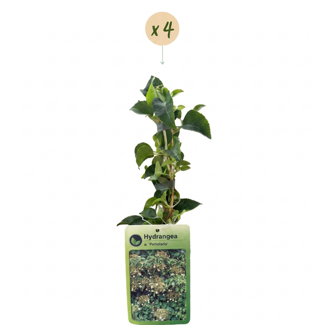 Hydrangea a. Petiolaris - Klätterhortensia 4x - Vit - Klätterväxt - Ø9cm - ↕35cm
