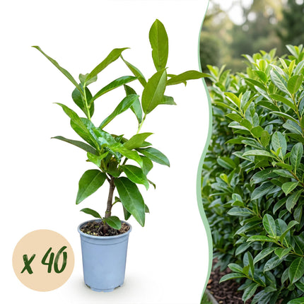 Prunus laur. Novita - Laurierkers - 40x Haagplanten - Groenblijvend - Groen - Pot 9cm - Hoogte 25-35cm