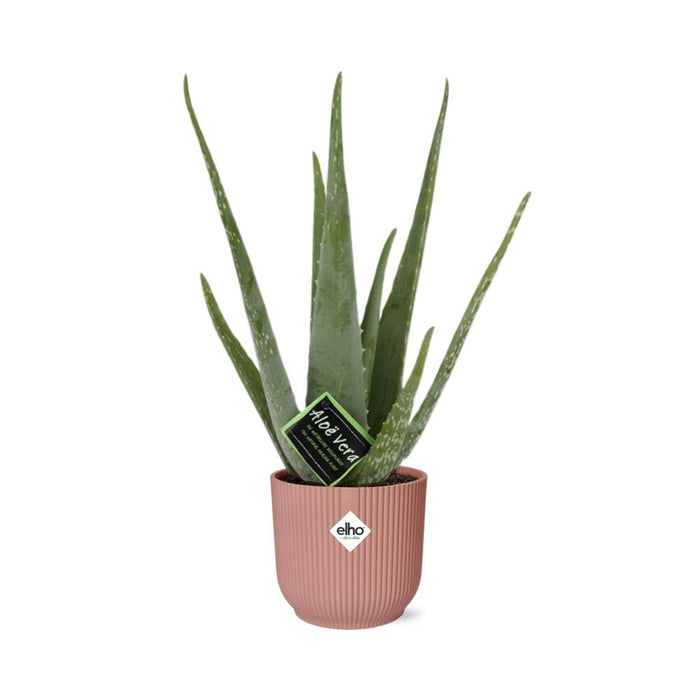 Aloe Vera 12cm in elho Vibes Fold Ø14cm roze