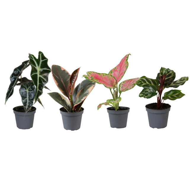 Caja sorpresa para plantas bebés - ↕12cm - Ø6cm - 4x