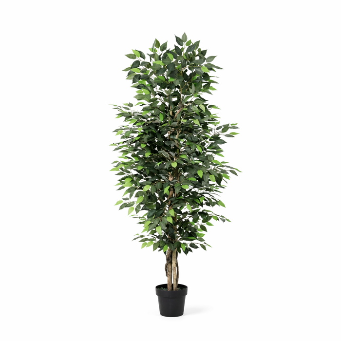 Kunstplant Ficus Benjamina - ↕180cm