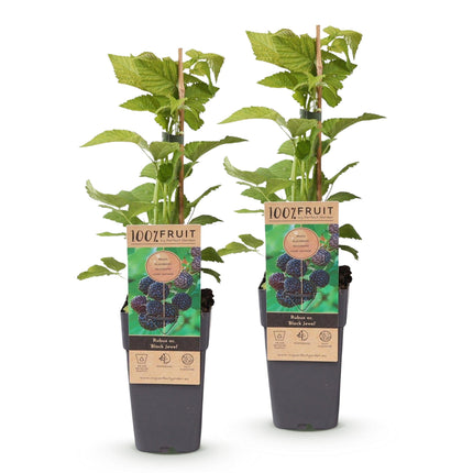 Rubus occidentalis Black Jewel - Bramenplant - Zwarte Braam - ↕50cm - Ø15cm - 2x