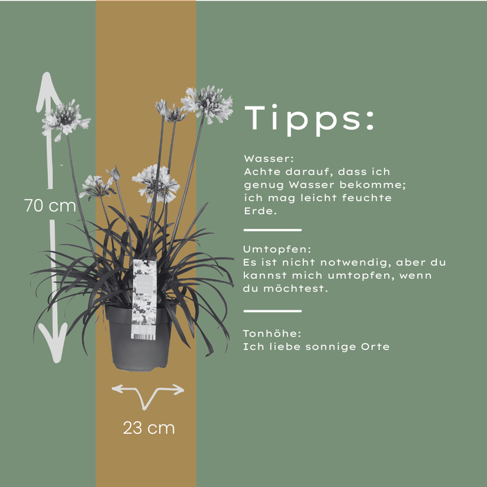 Agapanthus 'Everwhite' - Afrikaanse Lelie - ↕70cm - Ø23cm