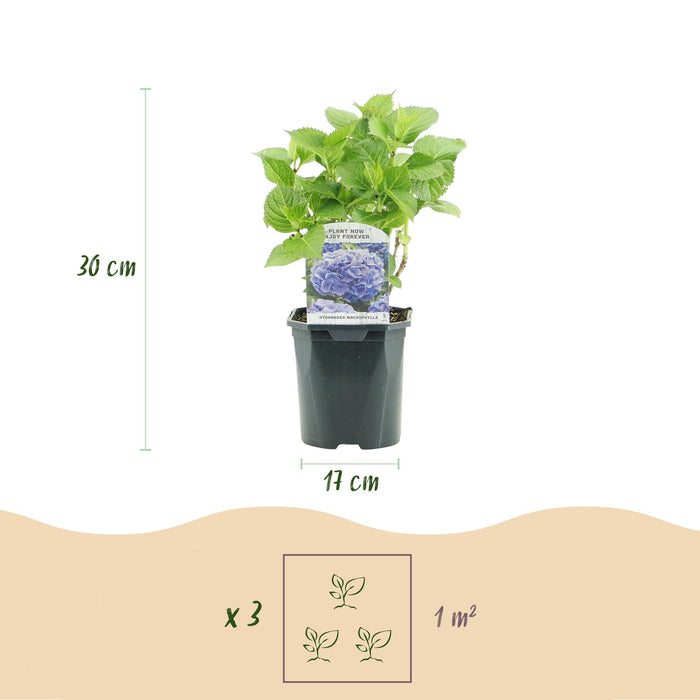 Hortensia - Hydrangea macrophylla Blauw - Bloem Blauw - 3 Planten - 1m2 - Bladverliezend - Weinig Onderhoud - Pot 17cm Hoogte 30cm