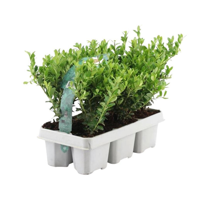Ilex crenata 'Jenny' - ↕15cm - Ø7cm - 48x