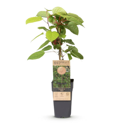 Actinidia arguta Weiki - Kiwiplant - Mannelijk - Rode - Paarse Vruchtjes - ↕50cm - Ø15cm
