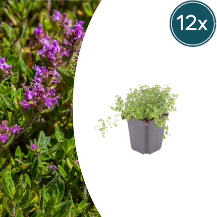 Thymus serpyllum - Kruiptijm - ↕10-25cm - Ø9cm - 12x