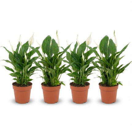 Spathiphyllum Lepelplant - ↕35-40cm - Ø12cm - 4x
