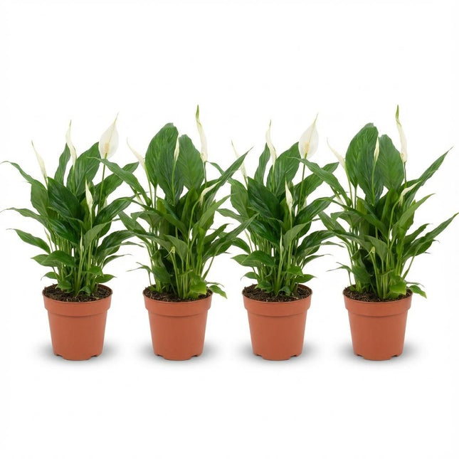 Spathiphyllum Peace Lily - ↕35-40cm - Ø12cm - 4x