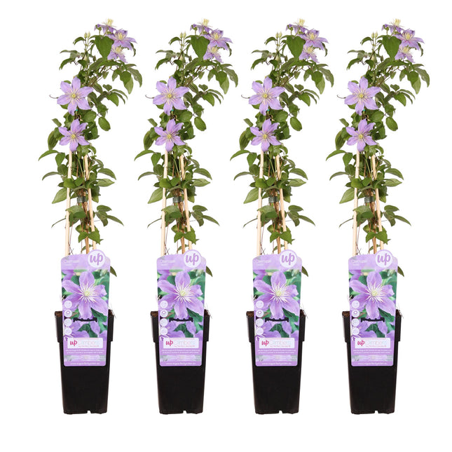 Clematis Justa - ↕65 cm - Vite forestale - Ø15 cm - 4x