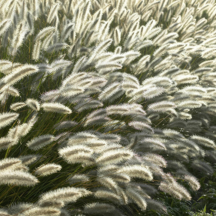 Pennisetum alopecuroides 'Hameln' - ↕10-25cm - Ø9cm - 48x